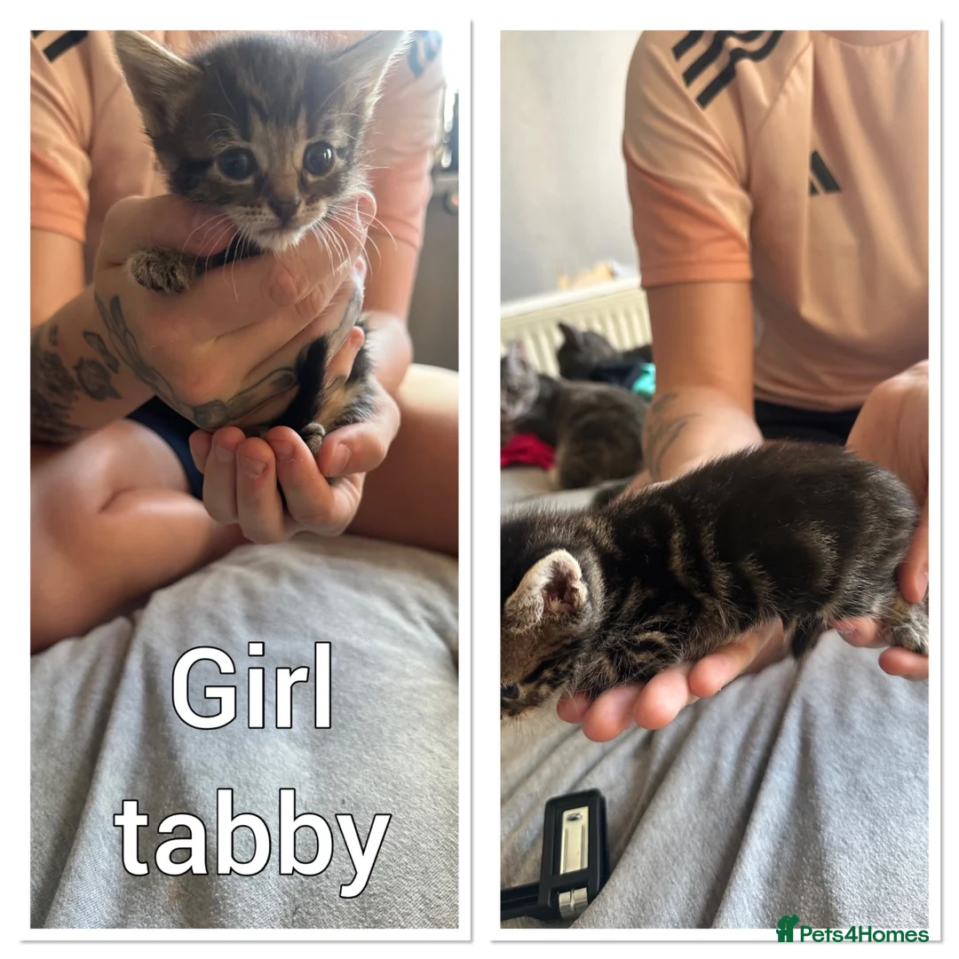 Mixed Breed cats for sale: Beautiful kittens ready now  in Birmingham - Advert 9