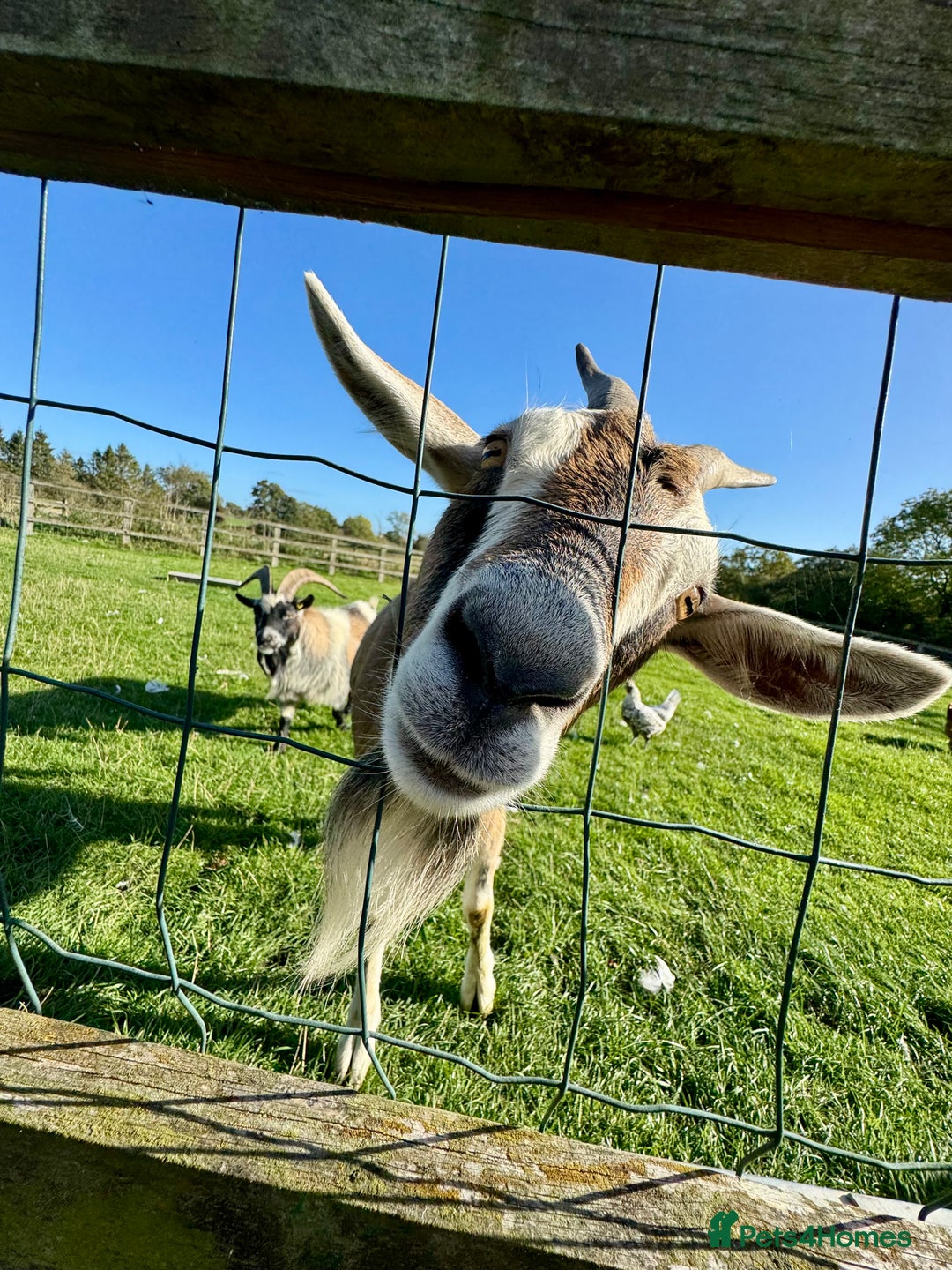 Goats livestock for sale: Nanny goat  - Image 1