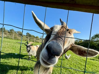 Goats livestock - Advert 29