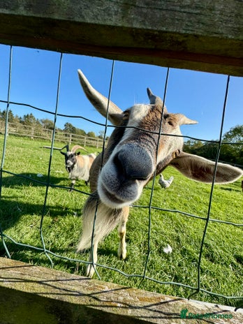 Goats livestock - Advert 2