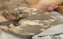 English Bulldog dogs for sale: Kc litter outstanding bloodlines bulldog pups  - Image 14