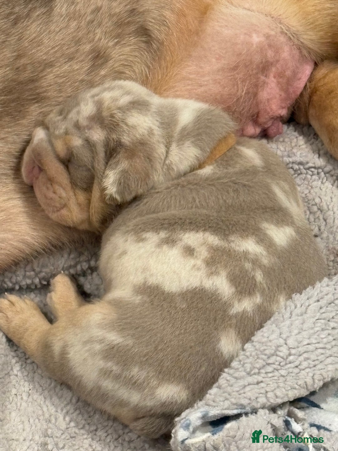 English Bulldog dogs for sale: Kc litter outstanding bloodlines bulldog pups  - Image 14