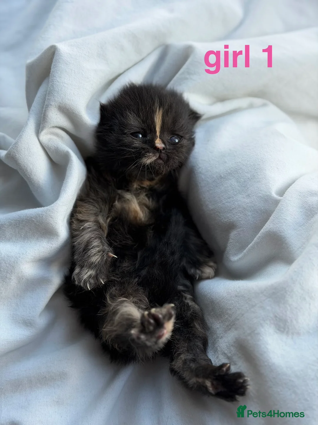 Persian cats for sale: all kittens on hold - Advert 40