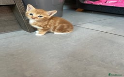 Mixed Breed cats for sale: Stunningly Gorgeous ginger kittens - Image 14