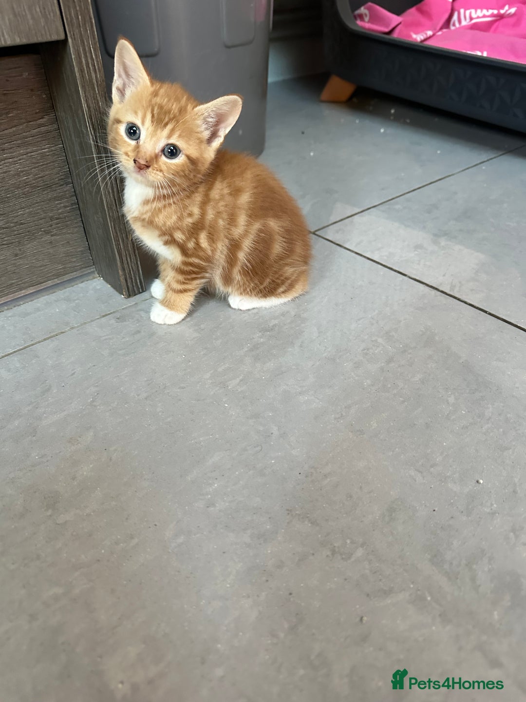 Mixed Breed cats for sale: Stunningly Gorgeous ginger kittens - Image 14