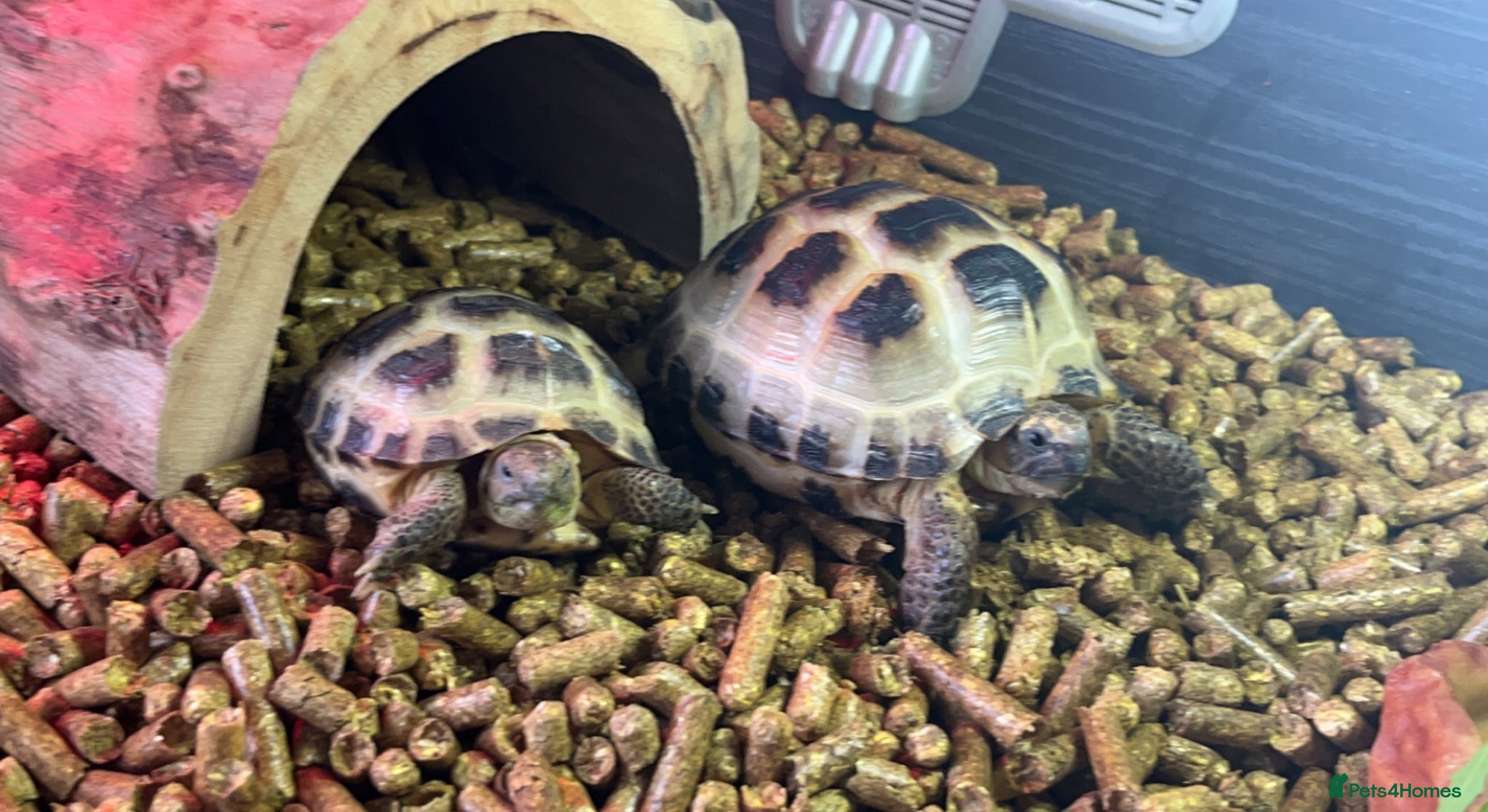 Tortoise reptiles X2 Tortoise - Advert 1