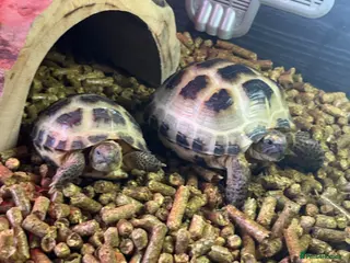 Tortoise reptiles X2 Tortoise - Advert 1