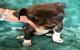 Chihuahua dogs for sale: Chihuahua X Puppies - Image 9