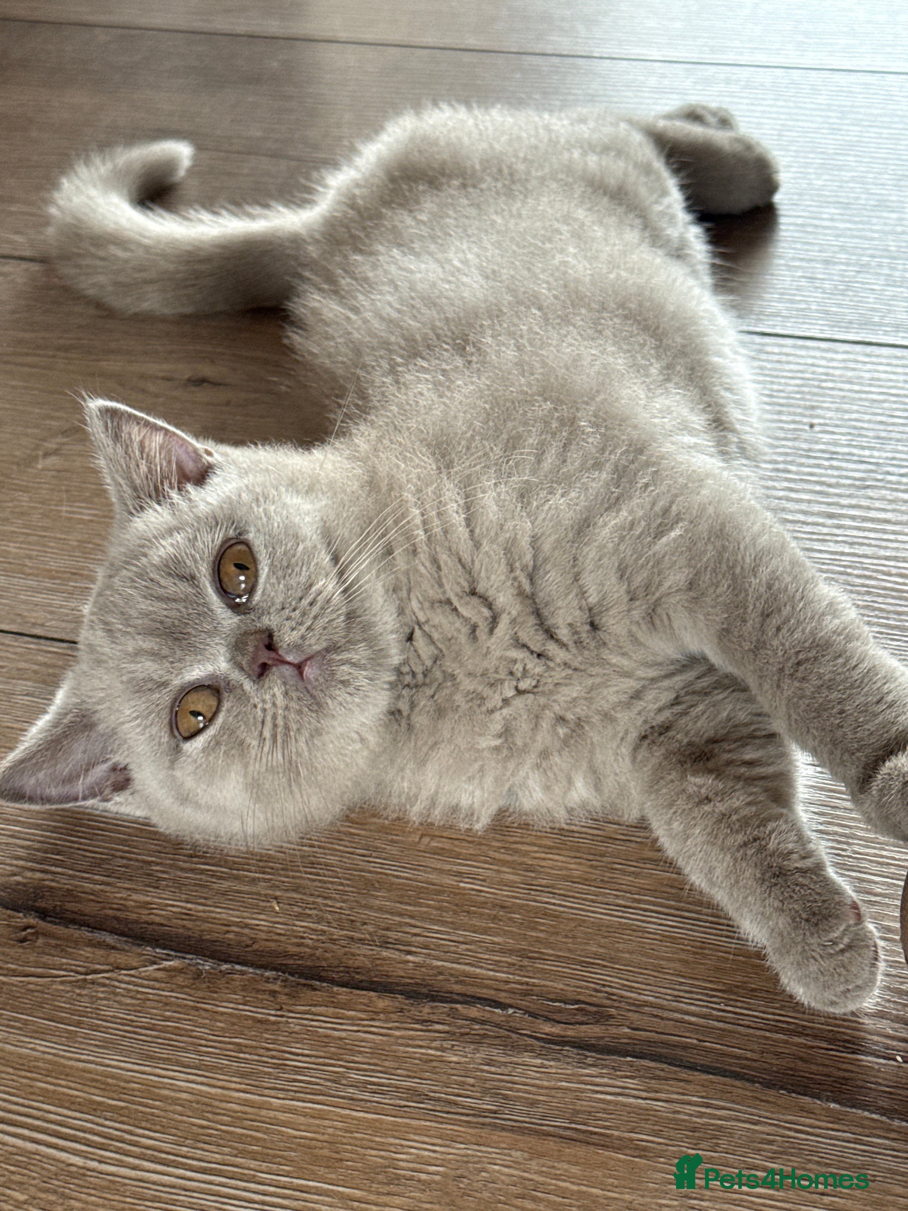 British Shorthair cats Gccf register British shorthair ready to go! - Advert 2