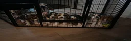 Beagle dogs for sale: Beautiful KC registered beagle puppies - Advert 14