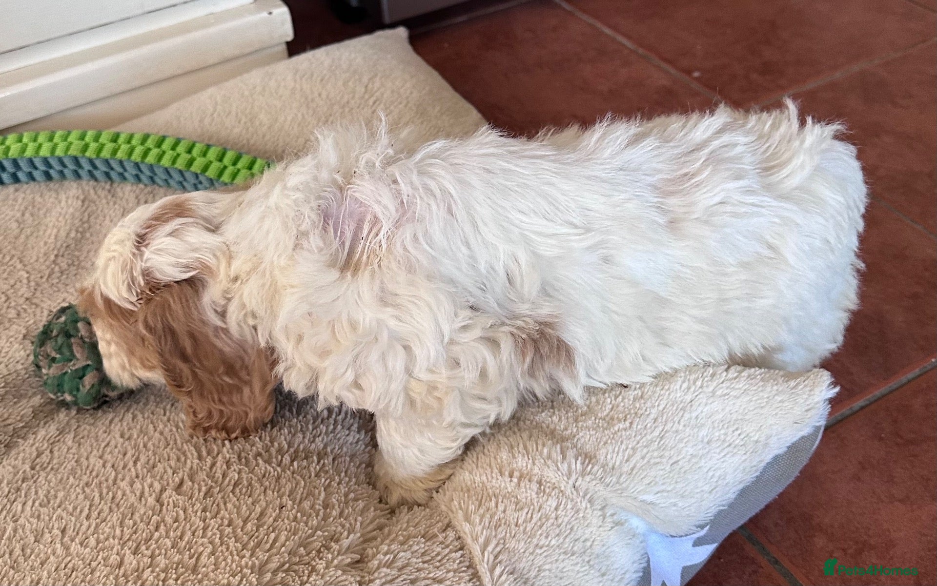 Cockapoo dogs Gorgeous PRA clear F1 Cockapoo puppies READY NOW - Advert 2