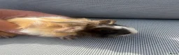 Guinea Pig rodents for sale: RESERVED 5 baby guinea pigs available 21st June - Advert 13