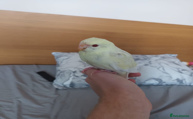 Parakeets birds - Advert 1