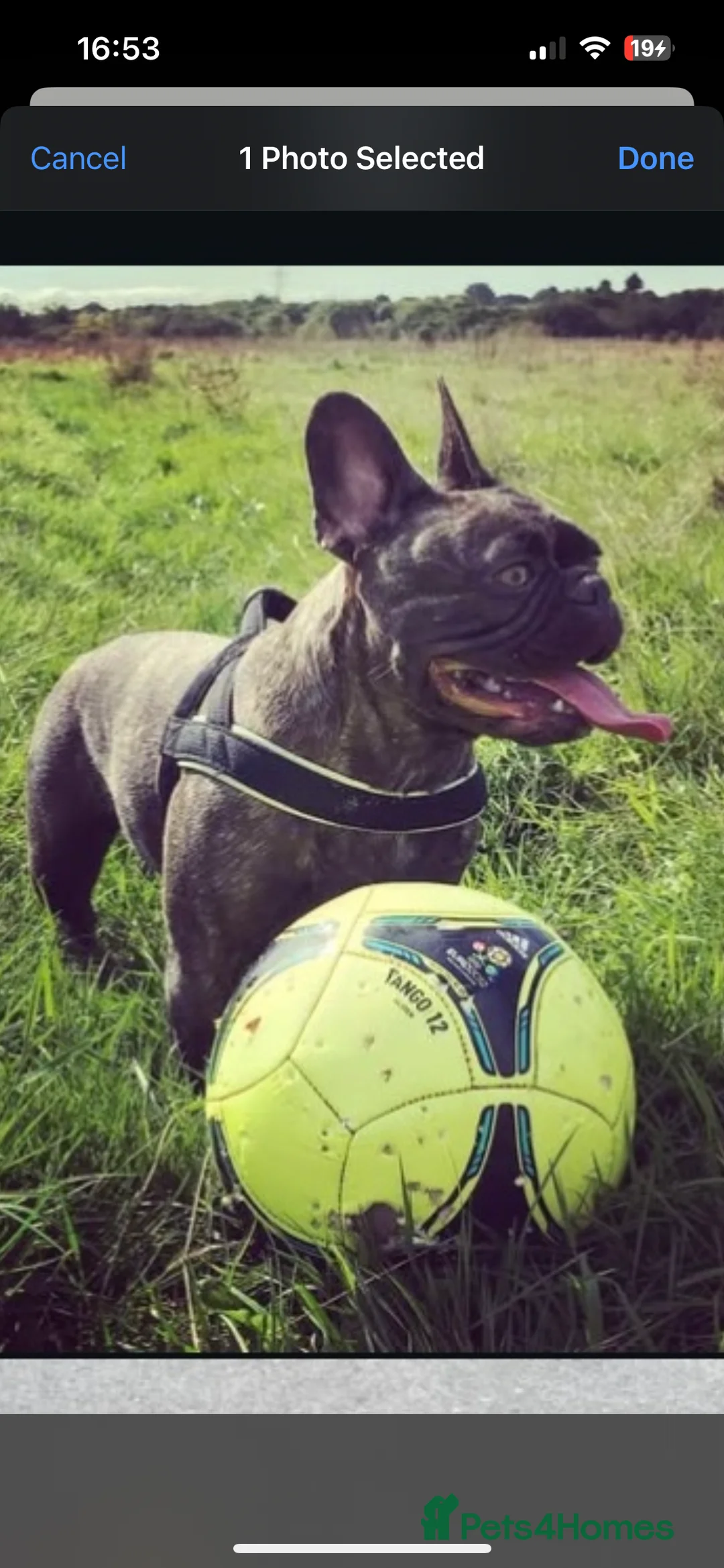 Mixed Breed dogs for sale: French wiener  - Advert 1