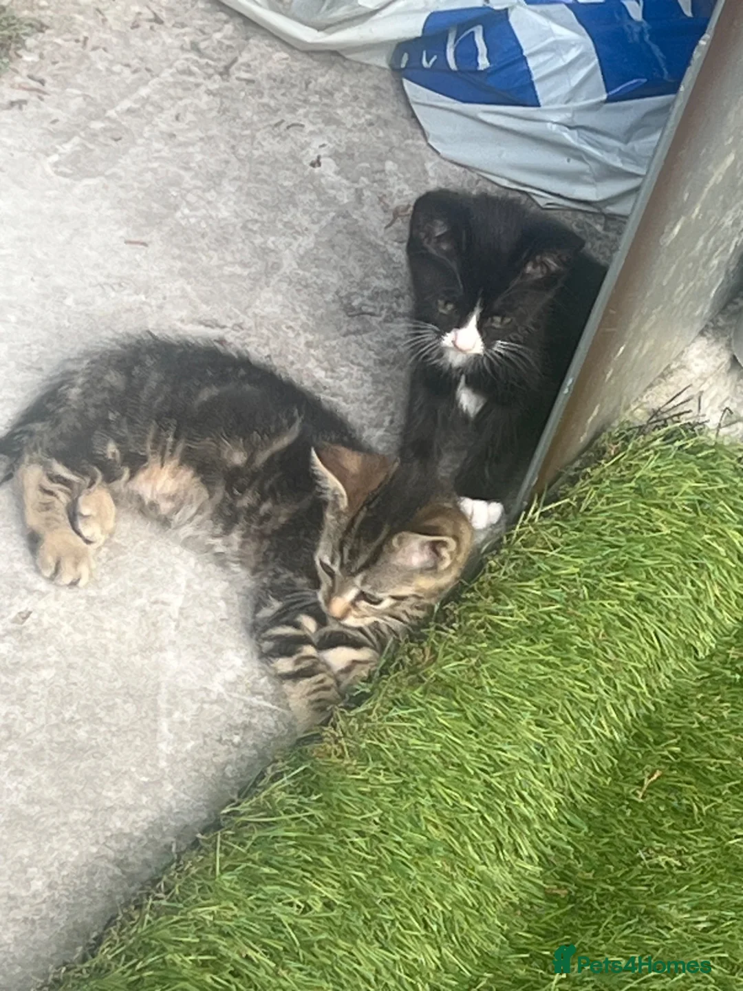 Mixed Breed cats for sale: Cats for sales  in Grays - Advert 3
