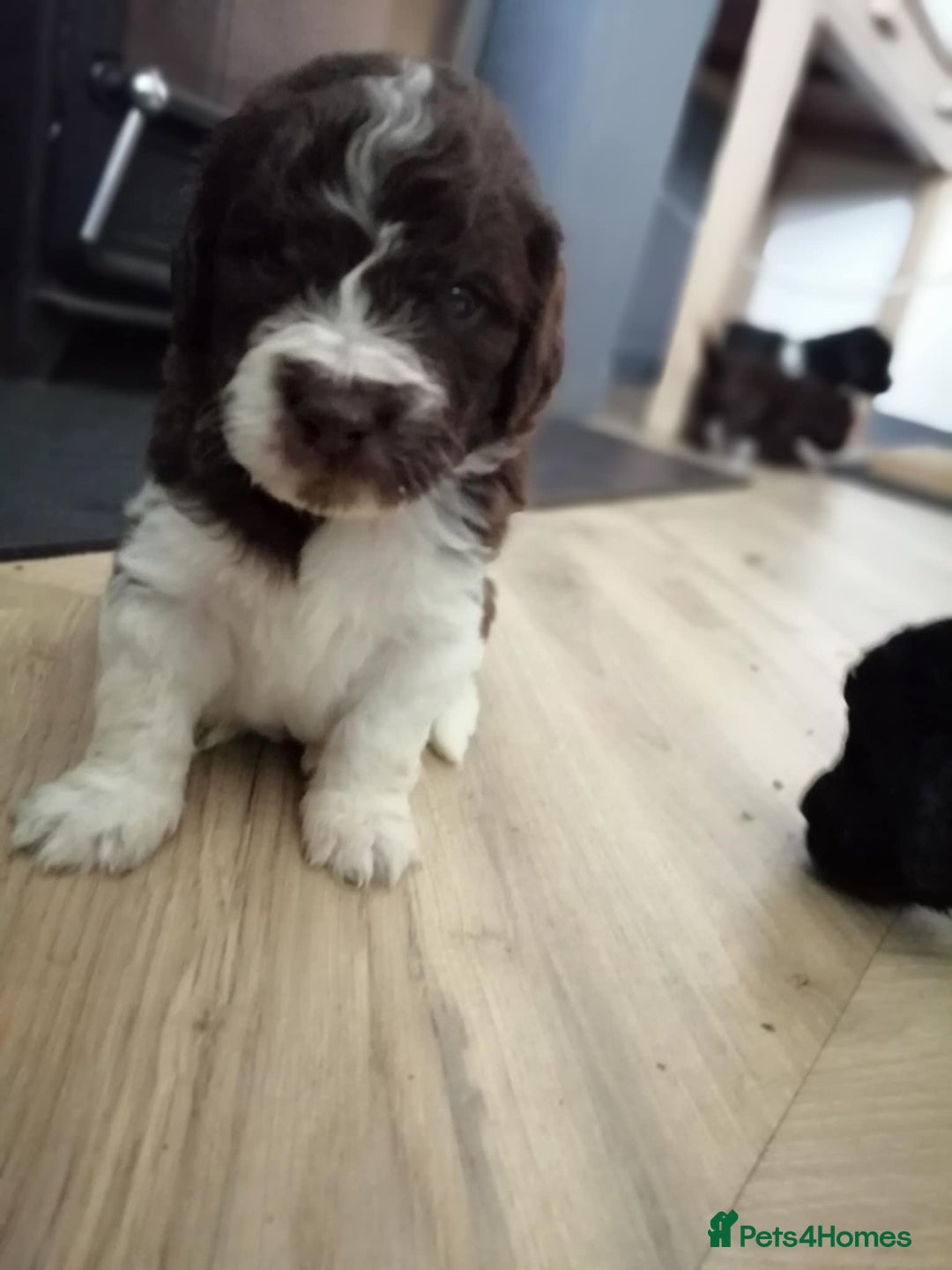 Standard Poodle dogs for stud: Proven Standard Poodle For Stud in Belper - Image 7