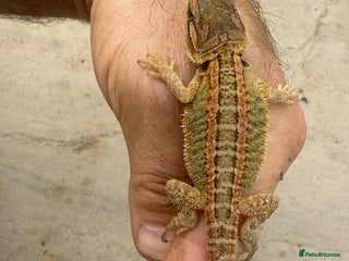 Bearded Dragon reptiles - Advert 12