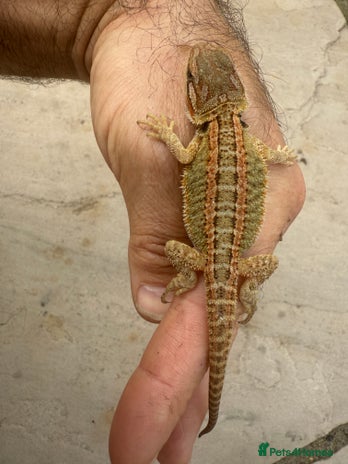 Bearded Dragon reptiles - Advert 13