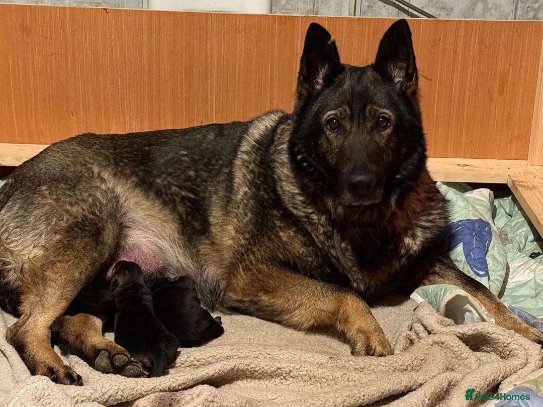 German Shepherd dogs for sale: German Shepherd Puppies Exceptional Bloodlines - Advert 2