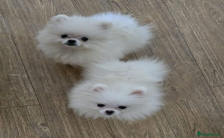 Pomeranian dogs - Advert 5