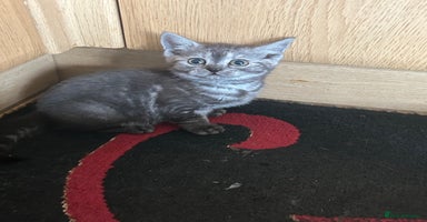 British Shorthair cats - Advert 10