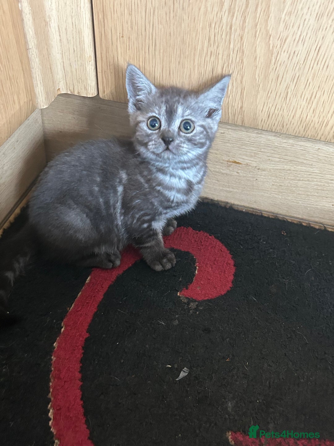 British Shorthair cats for sale: 3 Beautiful kittens  - Image 3