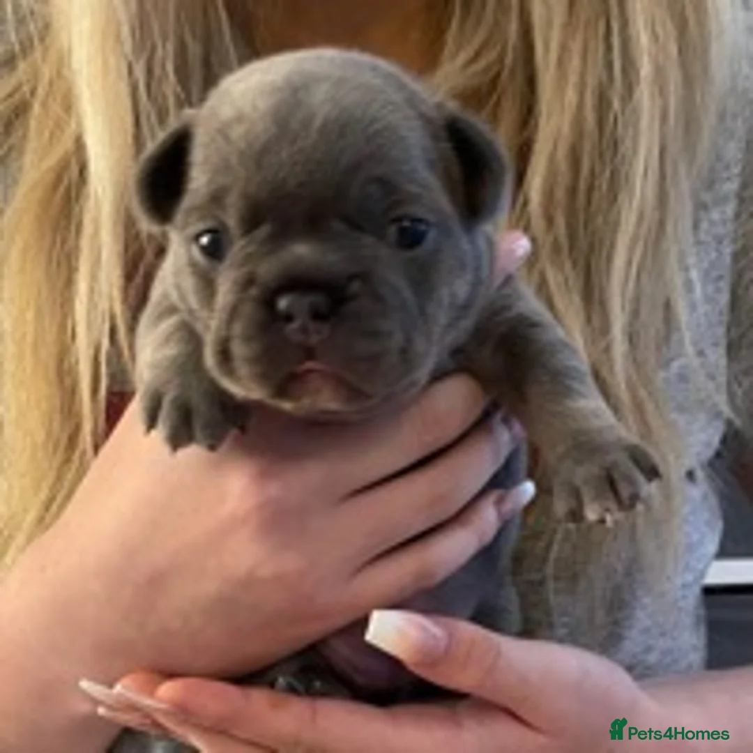 French Bulldog dogs for stud: BRUCE blue and tan french bulldog in Sheffield - Advert 8