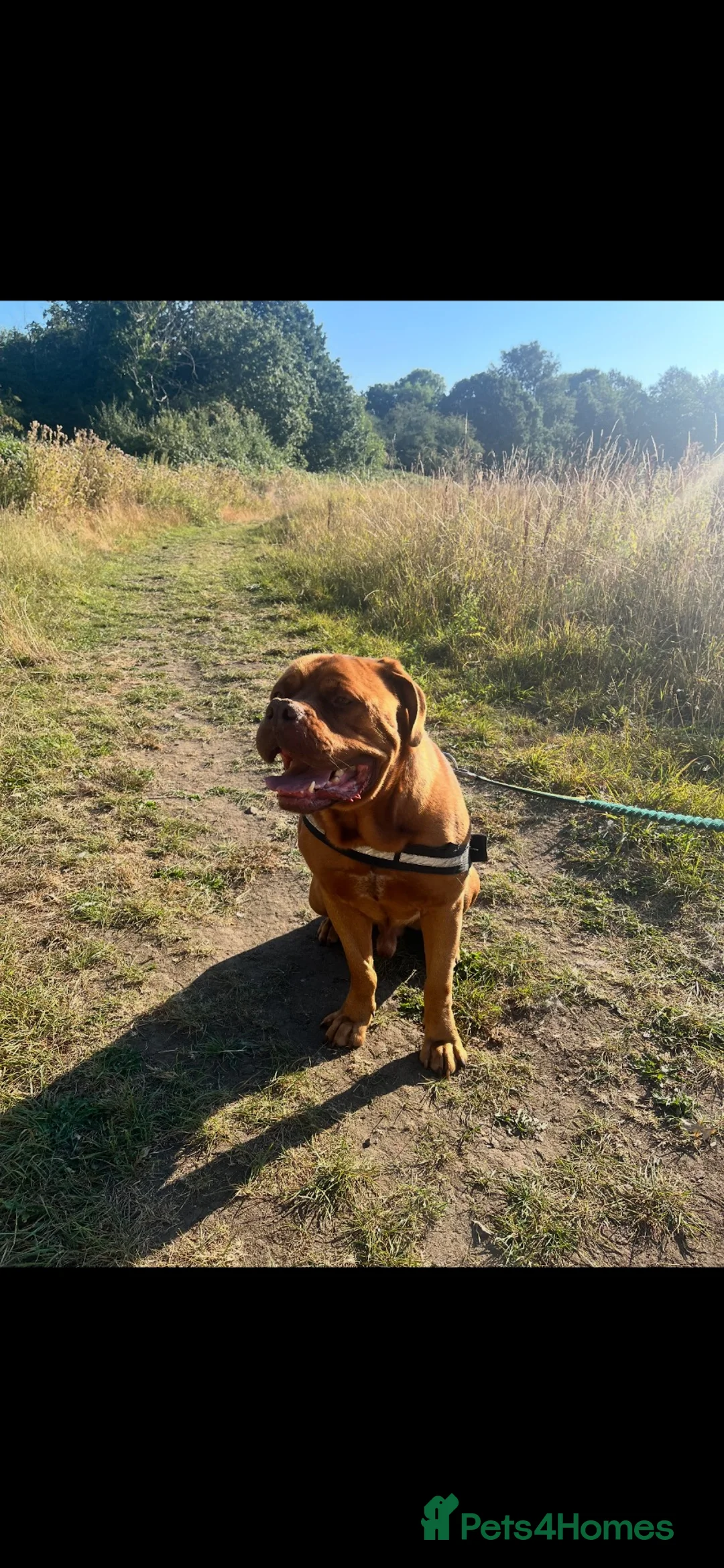 Dogue De Bordeaux dogs for sale: Bobby - Adult Dogue De Bordeaux - Advert 2