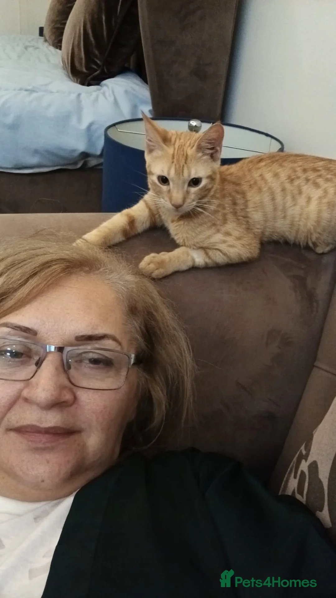 Mixed Breed cats for adoption: AZY- INTELLIGENT- HEALTHY NEUTERED  - Advert 8