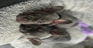 French Bulldog dogs - Advert 1