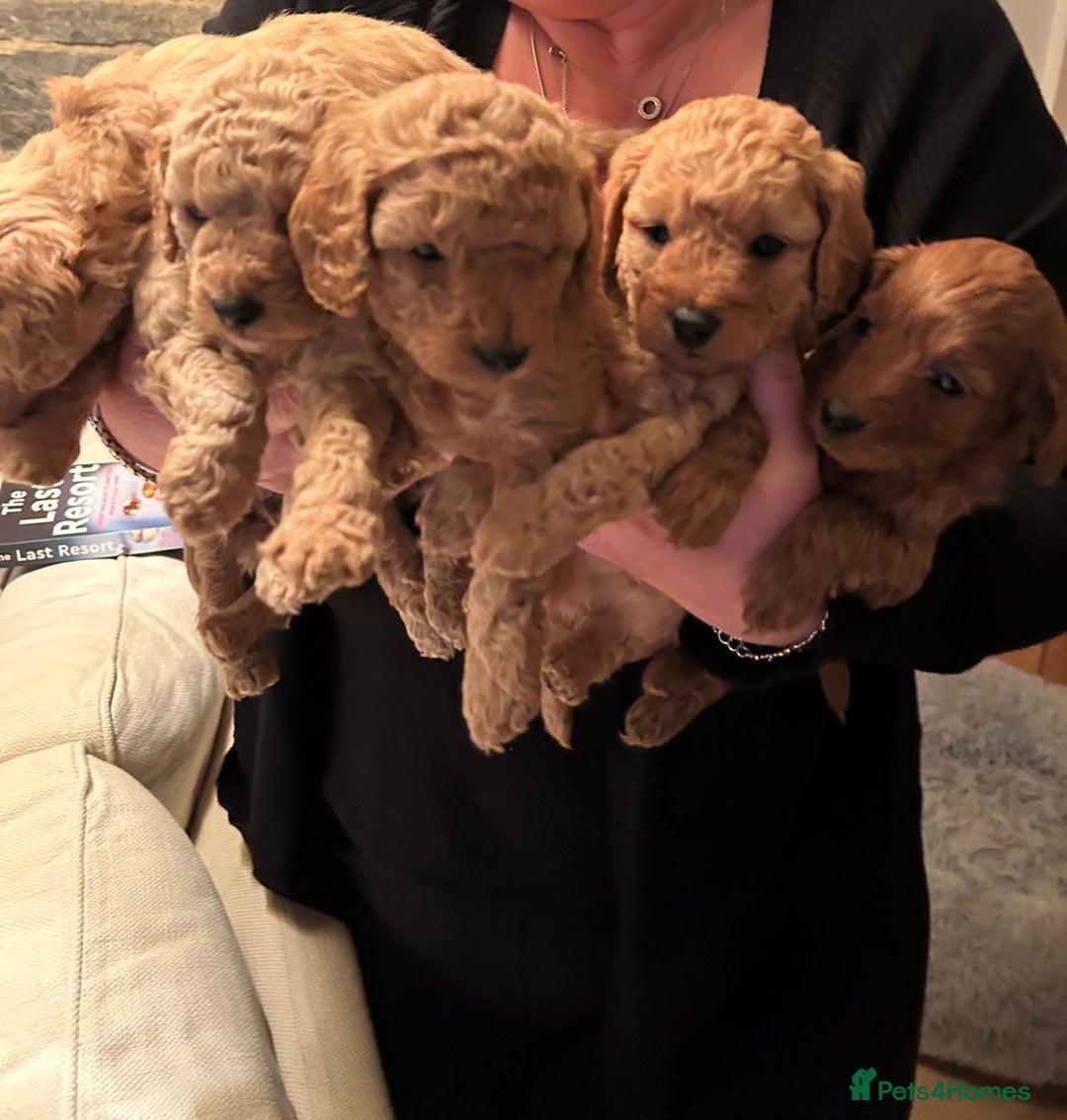 Cockapoo dogs for sale: Amazing miniature F1b cockapoo  - Advert 6