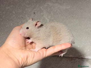 Hamster rodents STUNNING TAME PEDIGREE SYRIAN HAMSTER - Advert 5