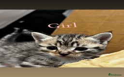 British Shorthair cats for sale: British shorthair mixed with tabby - Image 4