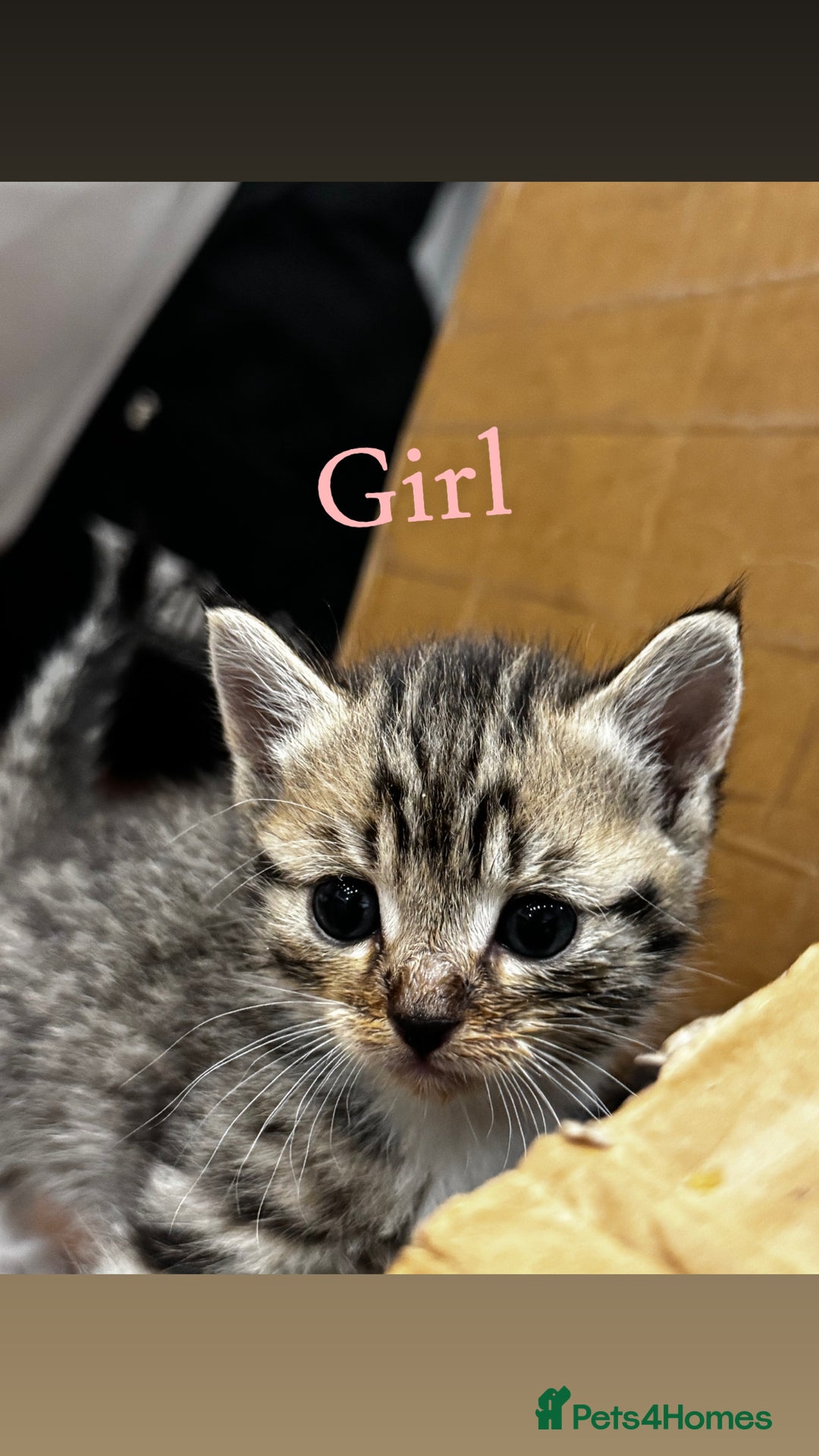 British Shorthair cats for sale: British shorthair mixed with tabby - Image 4