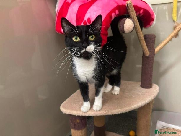 British Shorthair cats Beautiful 1 year old British Shorthair female cat - Advert 1