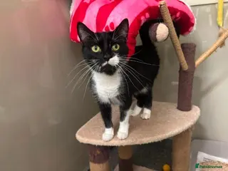 British Shorthair cats Beautiful 1 year old British Shorthair female cat - Advert 14