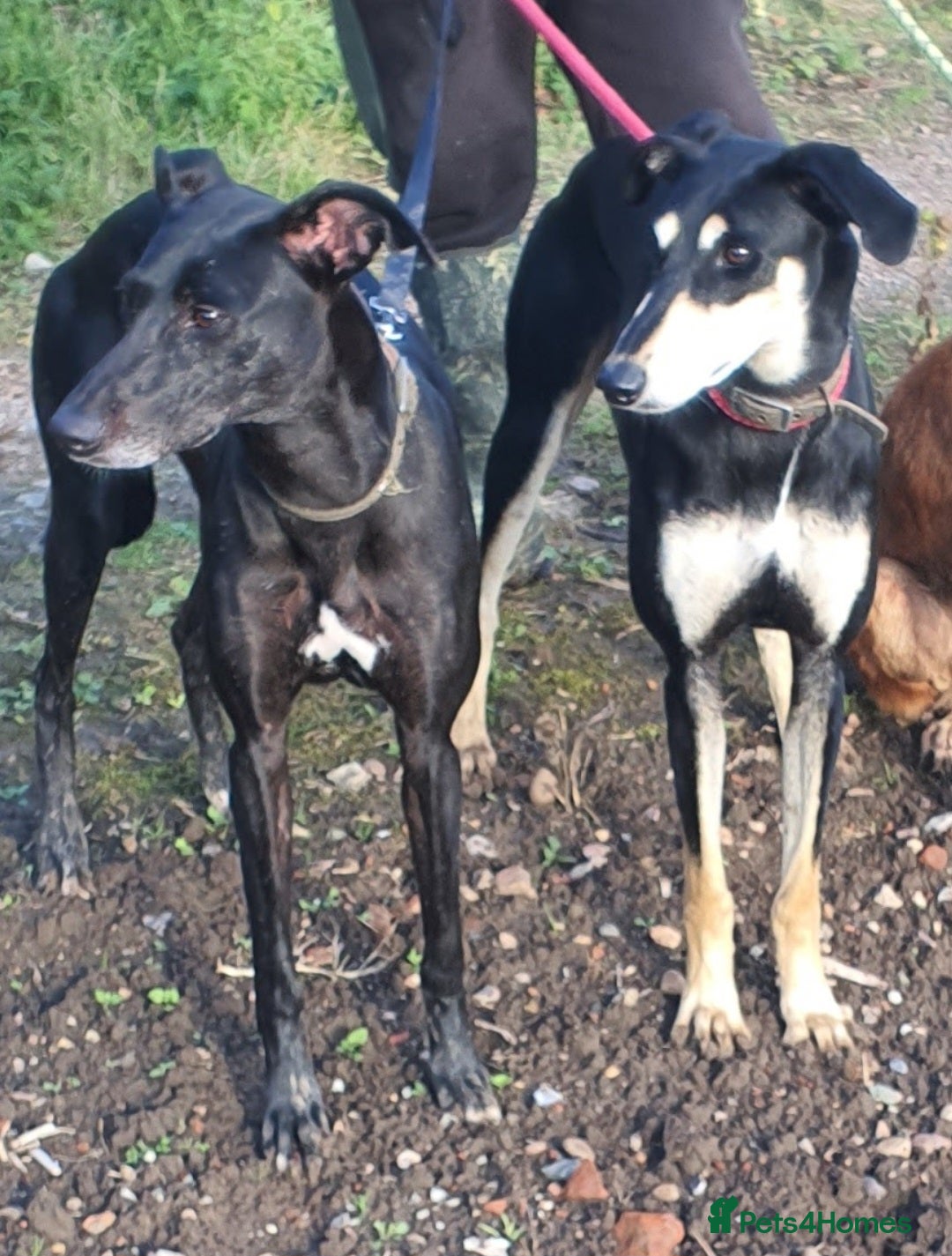 Mixed Breed dogs Stunning 8 Month Pup - Advert 1