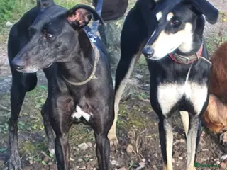 Mixed Breed dogs Stunning 8 Month Pup - Advert 1