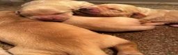 Golden Retriever dogs for sale: Fantastic golden retriever  - Advert 4