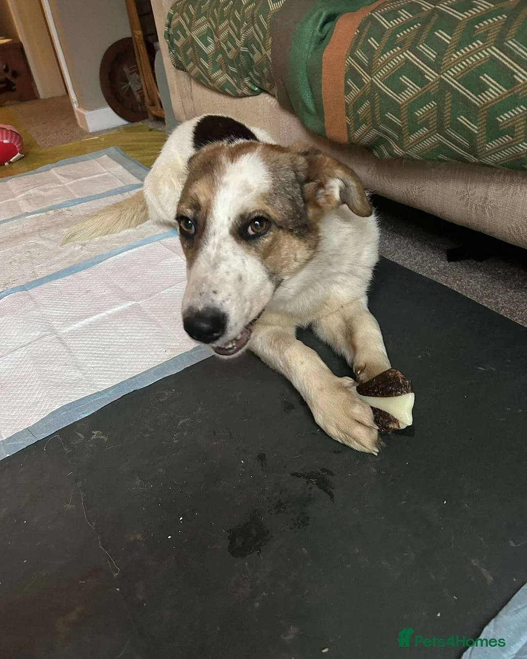 Mixed Breed dogs for adoption: Sweet Savannah - Advert 1