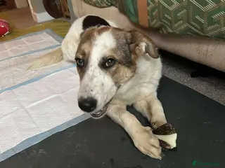 Mixed Breed dogs Sweet Savannah - Advert 1