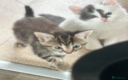 Mixed Breed cats for sale: 4 beautiful kittens looking for forever homes - Image 4