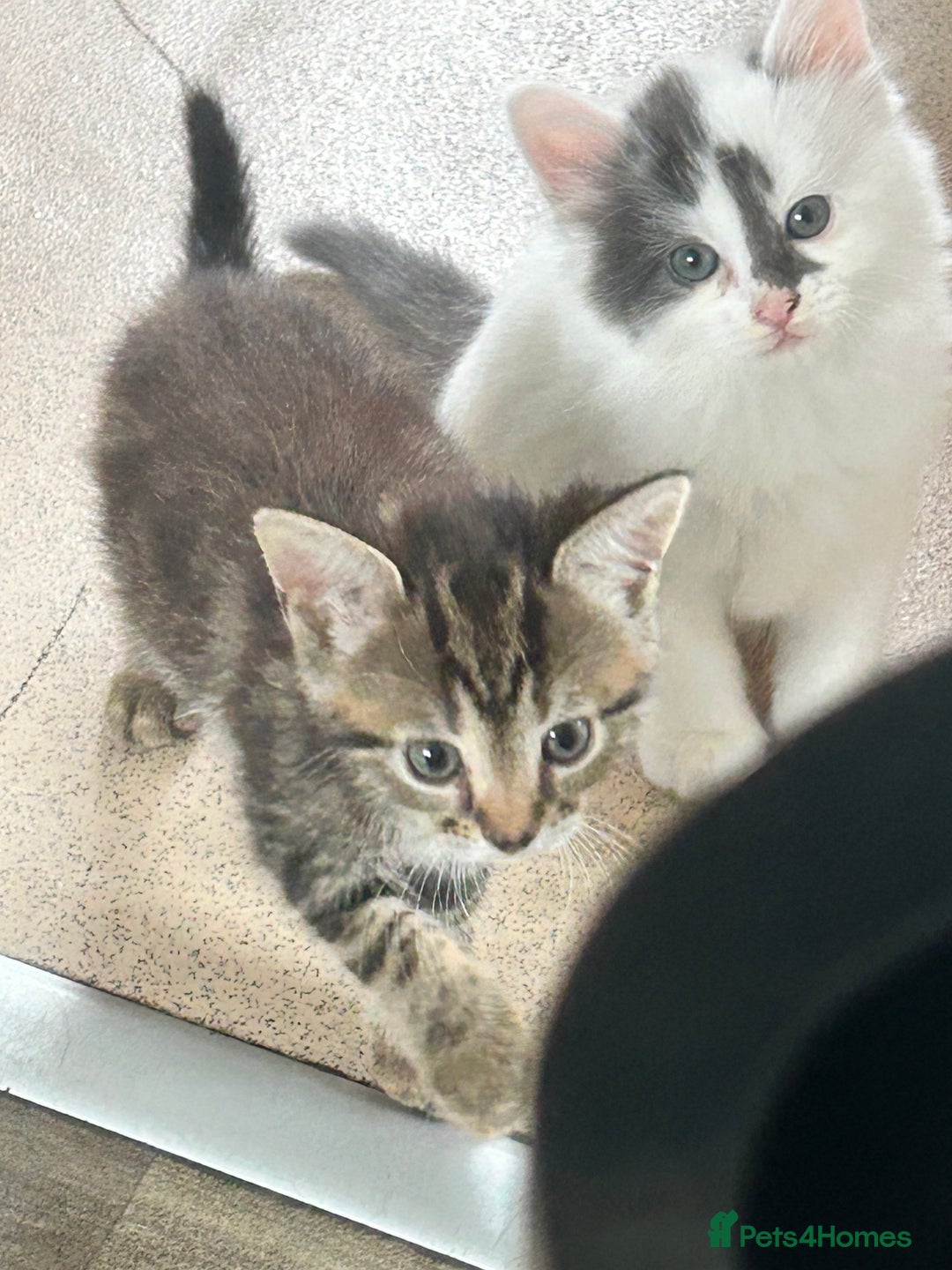 Mixed Breed cats for sale: 4 beautiful kittens looking for forever homes - Image 4