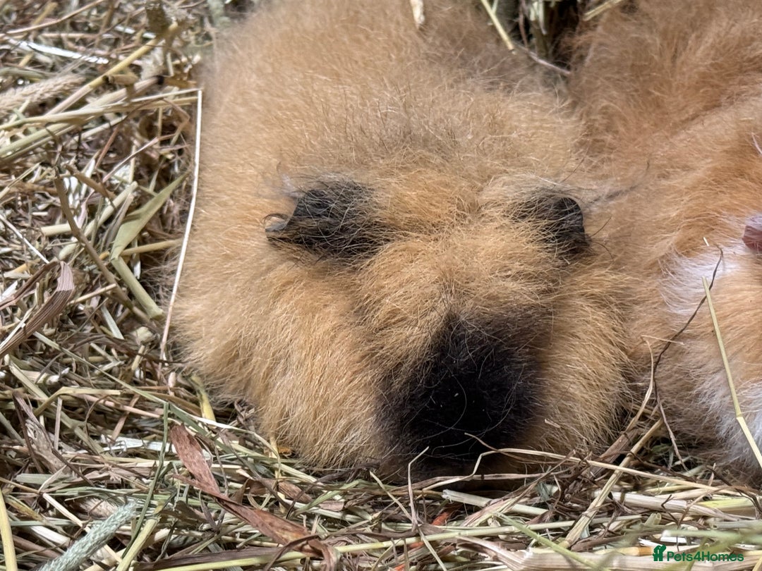 Guinea Pig rodents for sale: Bonded Swiss guinea pig boars - Advert 5