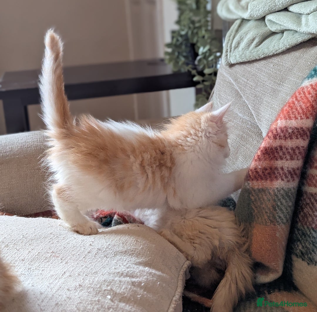 Maine Coon cats for sale: Maine Coon Kittens - Image 8