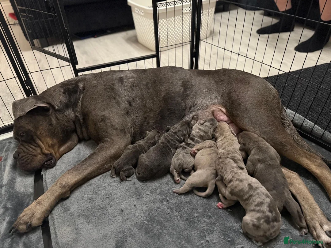 Cane Corso dogs for sale: Cane Corso puppies  - Advert 1