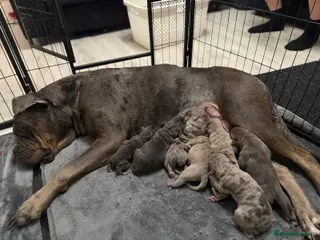 Cane Corso dogs Cane Corso puppies - Advert 1