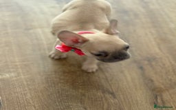 French Bulldog dogs for sale: Last 3 pups available !!Kc French bulldog puppy’s  - Image 27