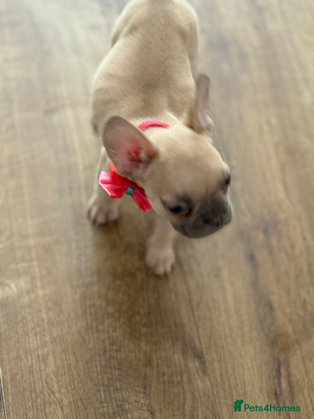 French Bulldog dogs for sale: Last 3 pups available !!Kc French bulldog puppy’s  - Image 27