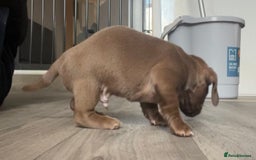 Miniature Dachshund dogs for sale: Smooth haired Miniature dachshunds - Image 13
